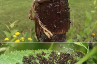 Как избавиться от муравьев на вишне