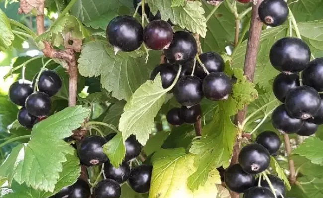 Чёрная смородина Селеченская и Селеченская 2 – любимые сорта садоводов