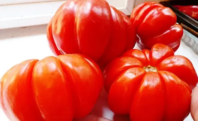 Высокоурожайный гибрид томатов «Краснобай F1»