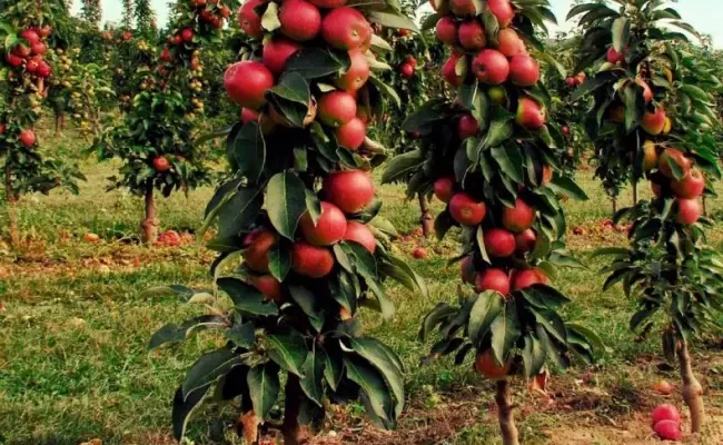 Яблоня-китайка: большие преимущества маленьких яблок