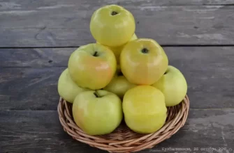 Зимостойкая и урожайная яблоня Куйбышевское
