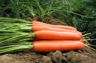 Морковь Бангор