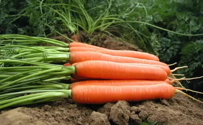 Морковь Бангор