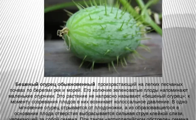 Мотылек - сорт растения Огурец
