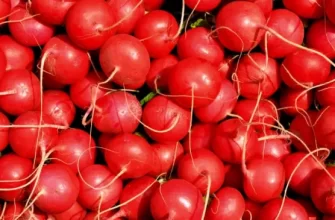Рубин - сорт растения Соя