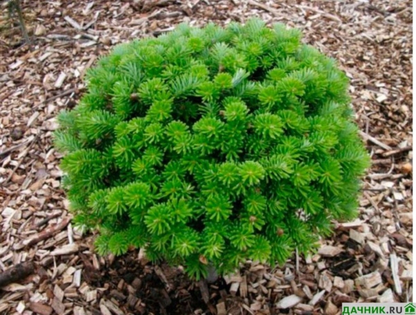 Как вырастить на участке пихту бальзамическую Бриллиант?
