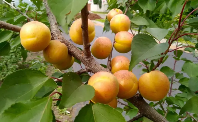 Размножение абрикоса