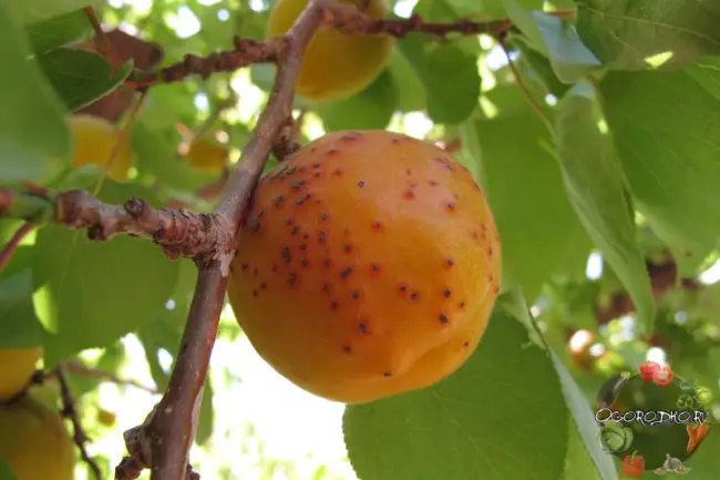 Сорта абрикоса, устойчивые к монилиозу