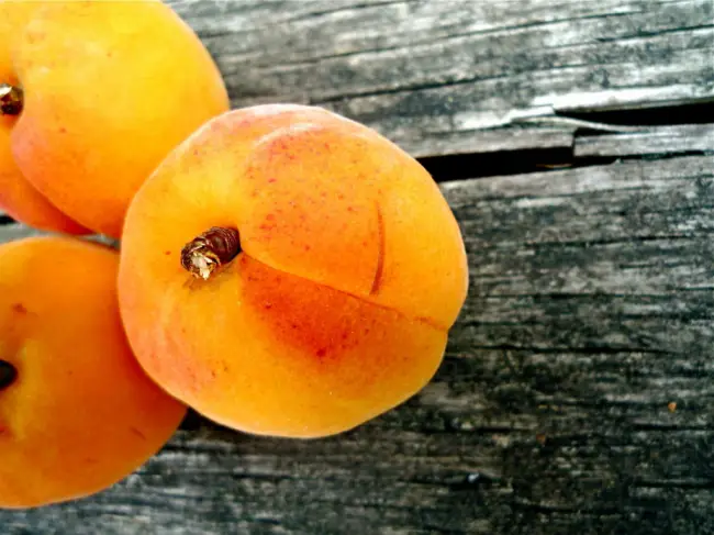 Причины гниения абрикосов