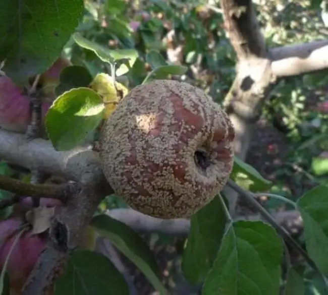 Сорта яблони, устойчивые к монилиозу