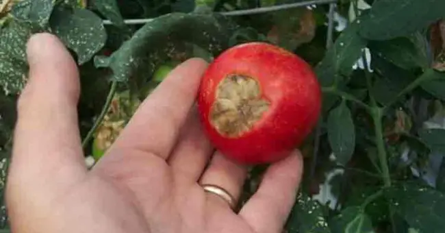 Причины развития вершинной гнили на томатах