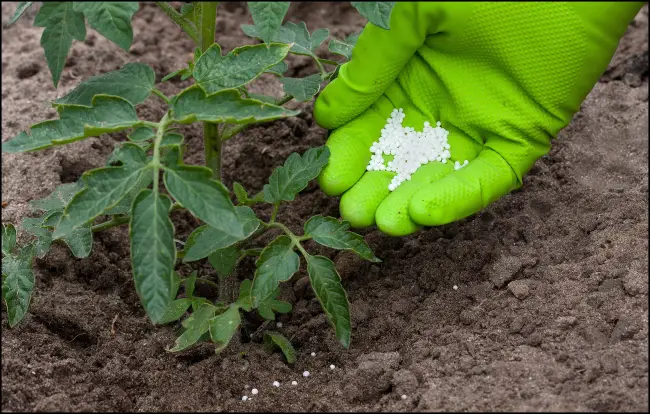 Методы выращивания растения в открытой почве