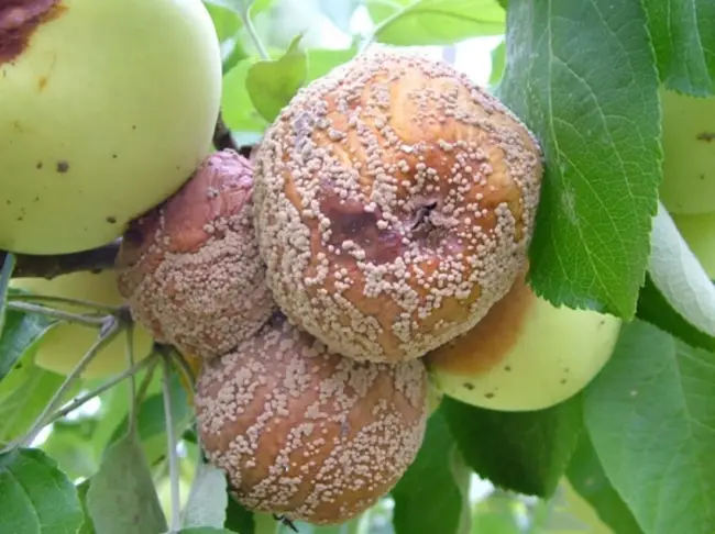 Сорта яблони, устойчивые к монилиозу