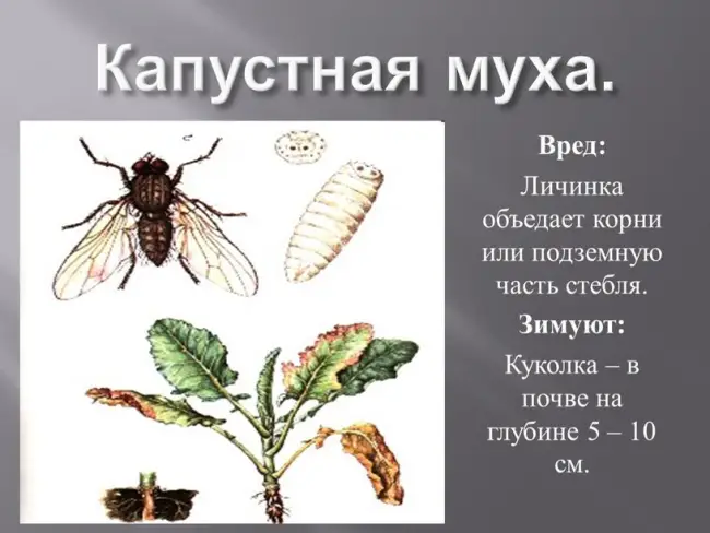 Заключение диссертации по теме «Защита растений», Смирнов, Александр Петрович