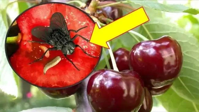 Народные средства и способы борьбы с вишневой мухи