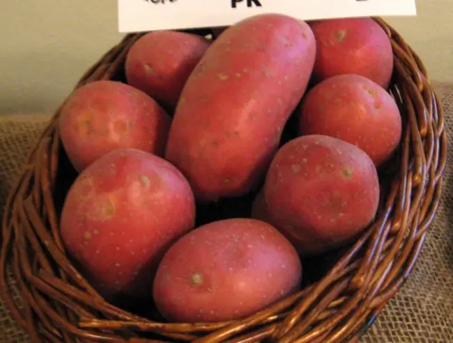 Сорта картофеля, устойчивые к колорадскому жуку