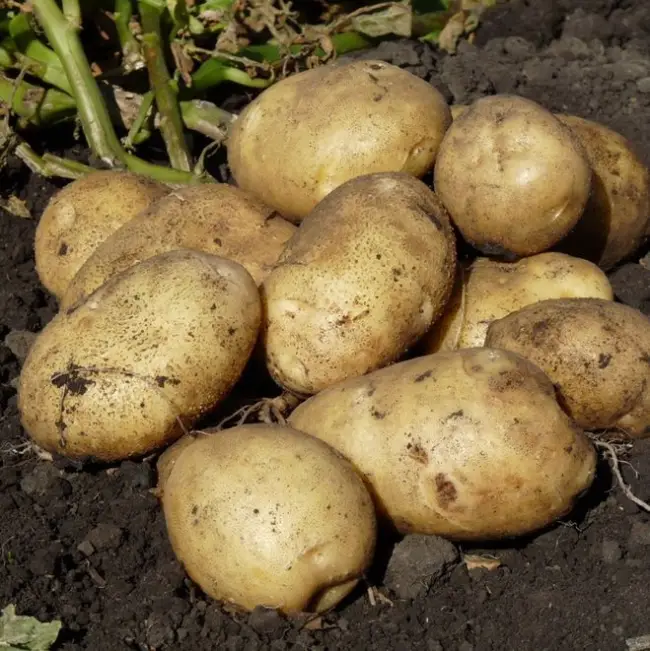 Сорта картофеля, устойчивые к парше