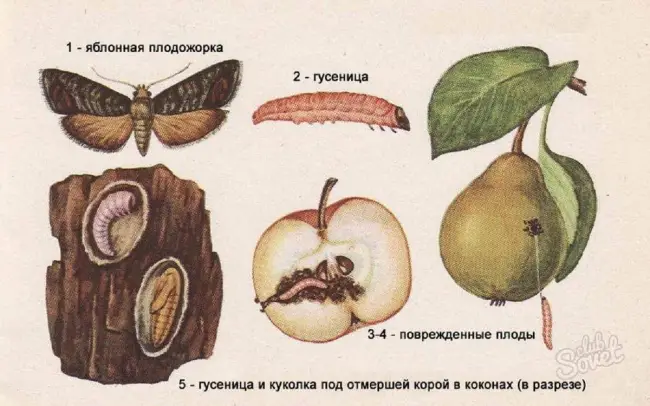 Чем опасна плодожорка для яблонь и груш.