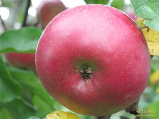 Описание сорта яблони Алеся