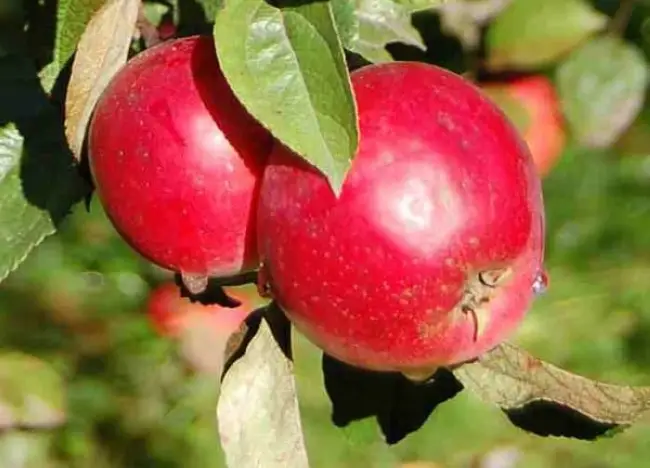 Описание и характеристики яблони Анис