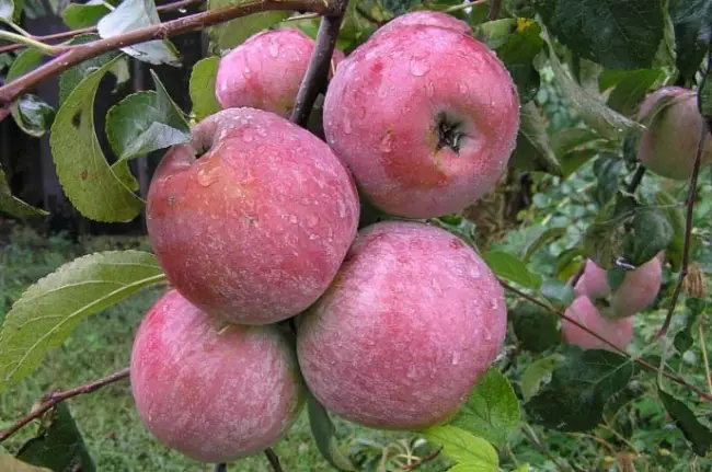 Описание сорта яблони Башкирское зимнее