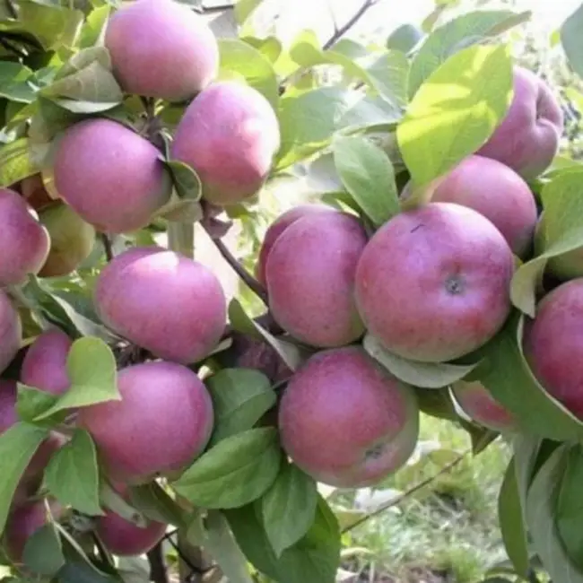   Описание сорта яблони Баяна 