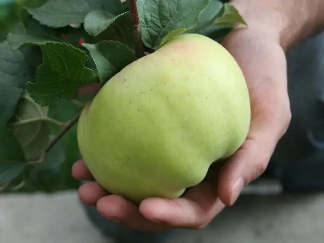 Сроки созревания яблок и хранение