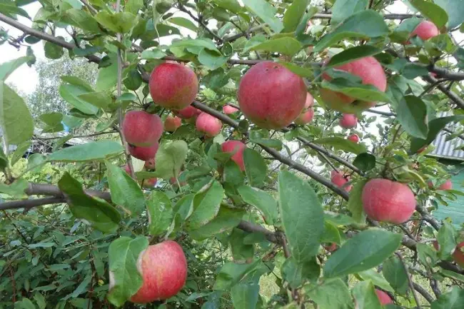 Размножение яблони