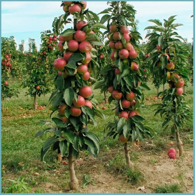 Размножение и уход за колоновидными яблонями