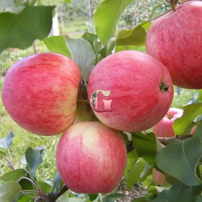 Характеристика и описание сорта яблони «Конфетное»