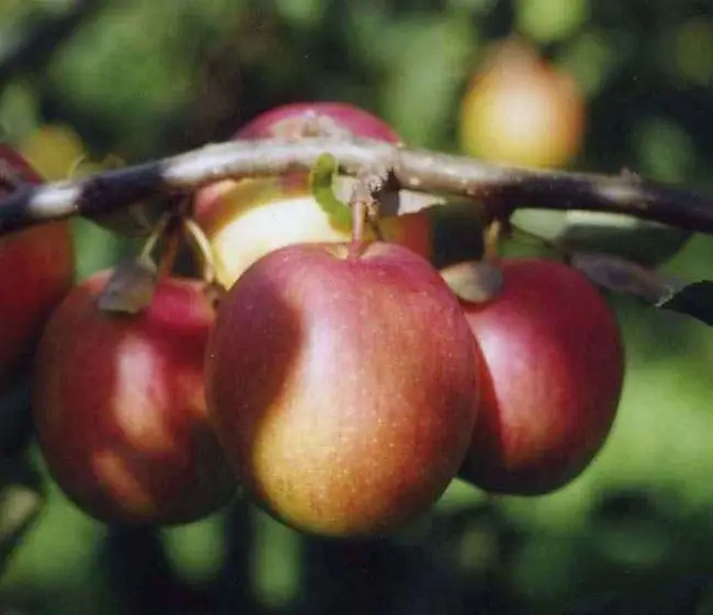 Урожайность и хранение плодов