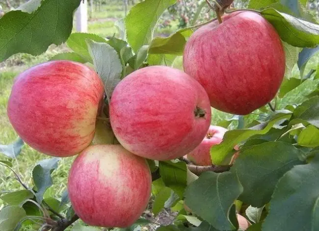 Размножение яблонь