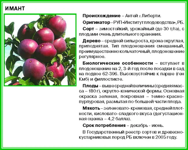 Посадка и выращивание яблони Имант