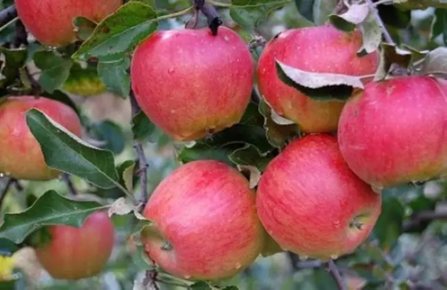 Размножение яблонь черенками без прививки