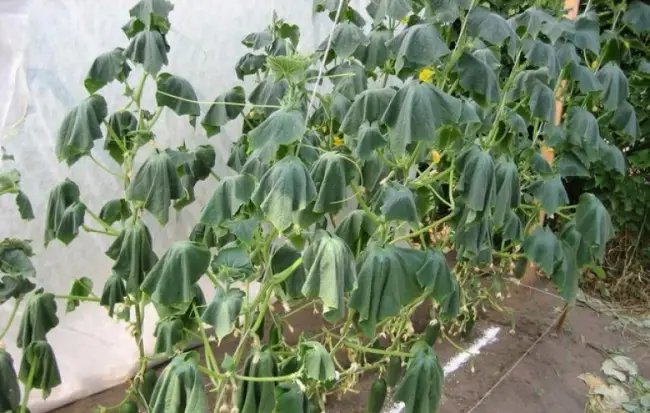 Народные методы борьбы с увяданием листвы капусты