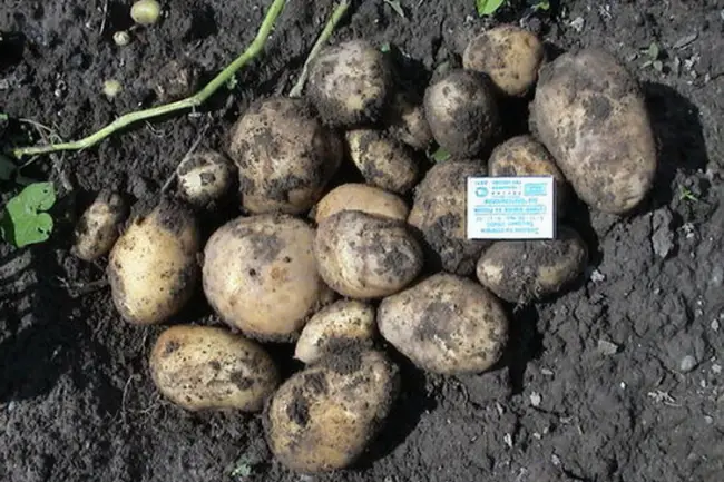 Сорт картофеля «Утенок» – описание и фото