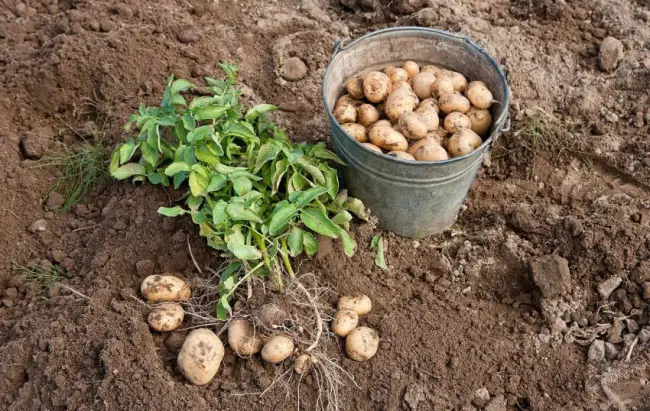 Посадка картофеля в июле – плюсы