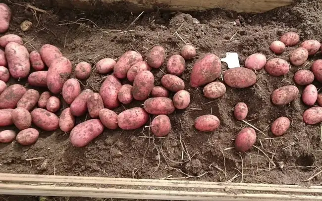 Посадка и выращивание картофеля сорта Наяда