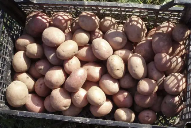 Характеристика, урожайность, отзывы и фото сорта картофеля «Ажур»