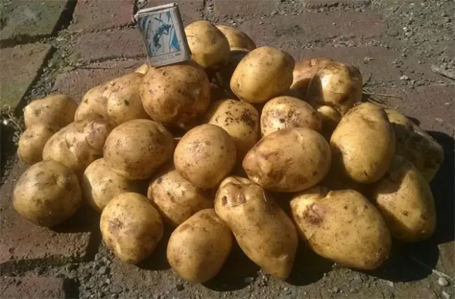 Посадка картофеля Адретта