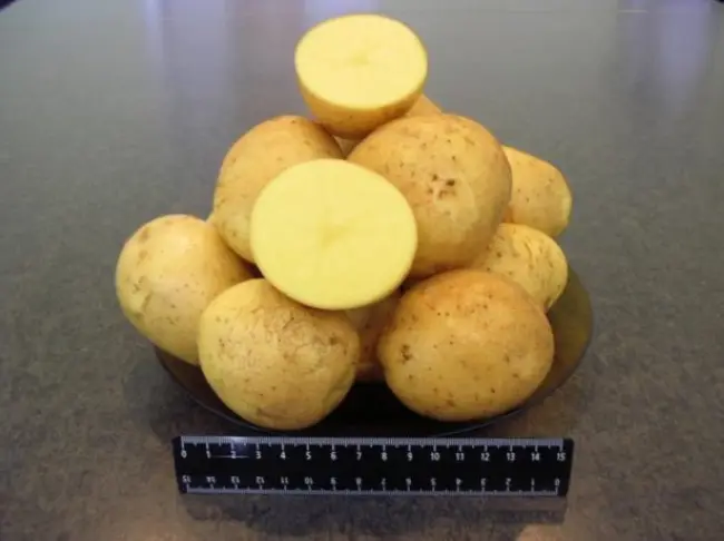 ТОП-12 ультраранних сортов картофеля с фото и описанием