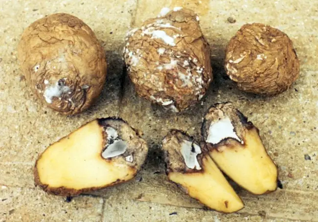 Причины развития фузариоза картофеля