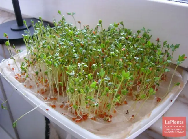 Методы выращивания кресс-салата
