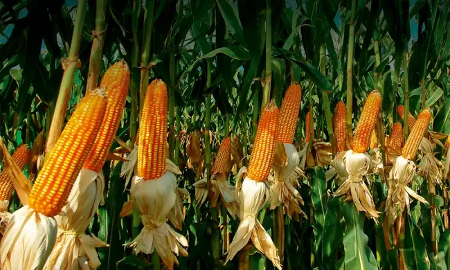 Описание лучших сортов кукурузы сахарной — по отзывам садоводов