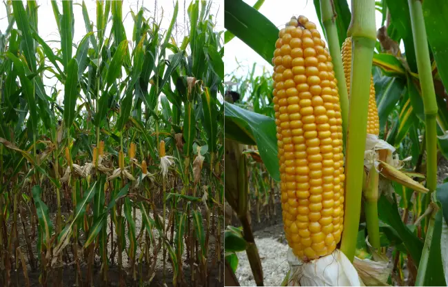 Описание лучших сортов кукурузы сахарной — по отзывам садоводов