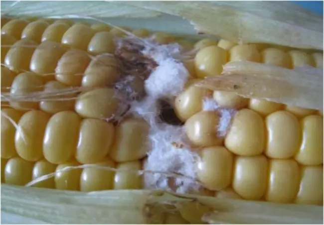 Лечение фузариоза кукурузы
