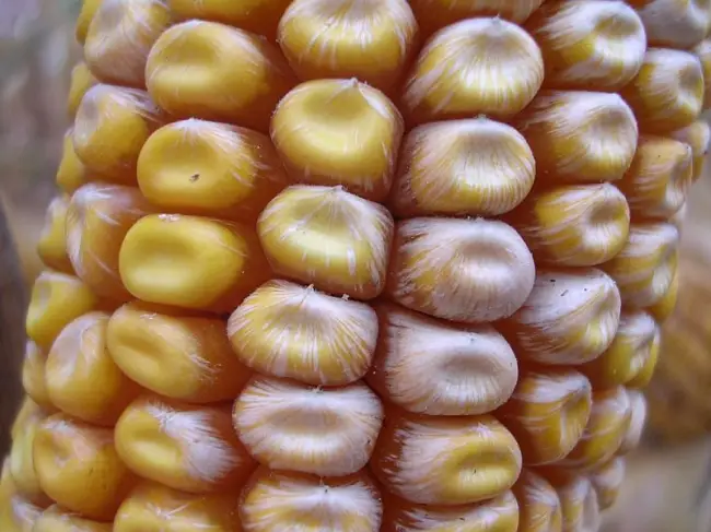 Профилактика фузариоза кукурузы