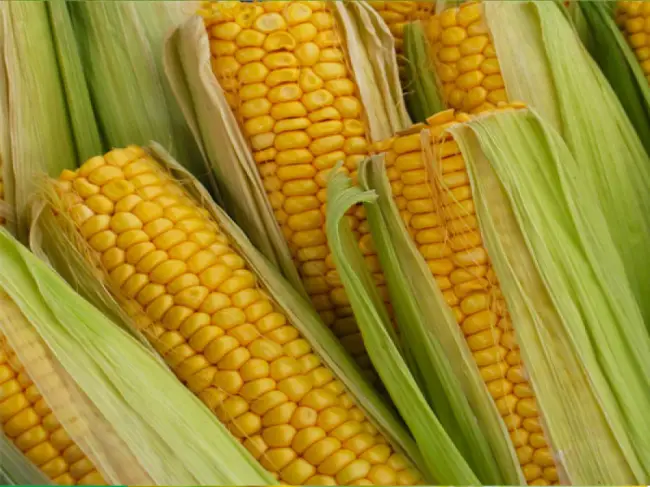 Описание гибрид кукурузы ЕС ФАРАДЕЙ