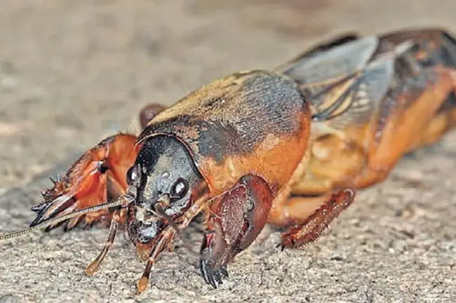 Опасный вредитель лилий – лилейный жук