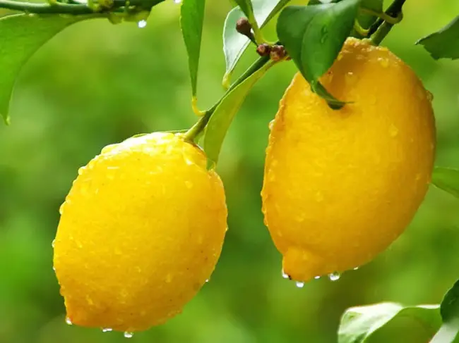 Размножение комнатного лимона